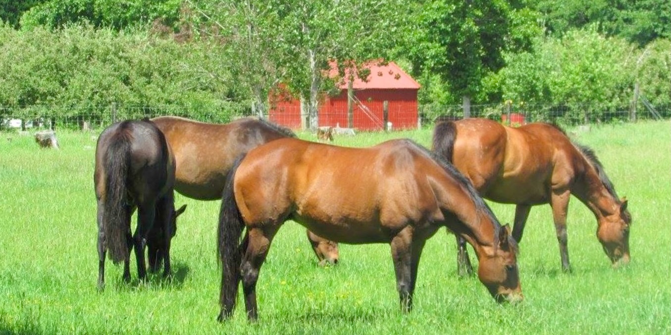Horses laying down.