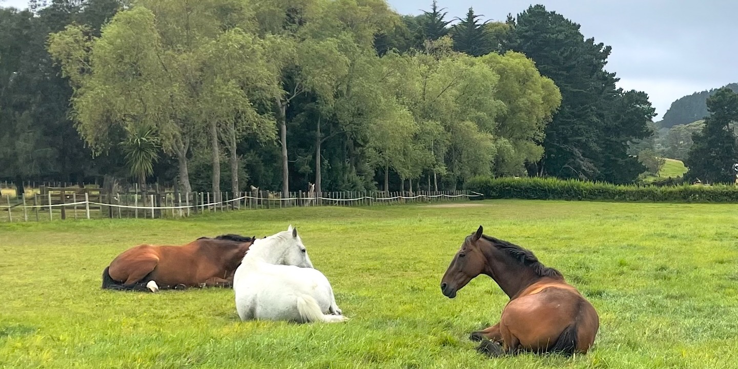 Horses laying down.